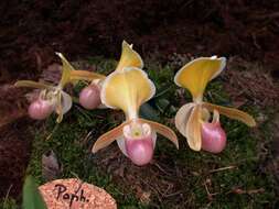 Sivun Paphiopedilum helenae Aver. kuva