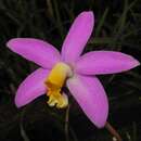 Image de Cattleya longipes (Rchb. fil.) Van den Berg