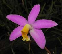 Image of Long-column Cattleya