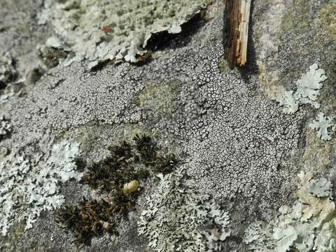 Image of disc lichen