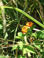 Image of orchid bee