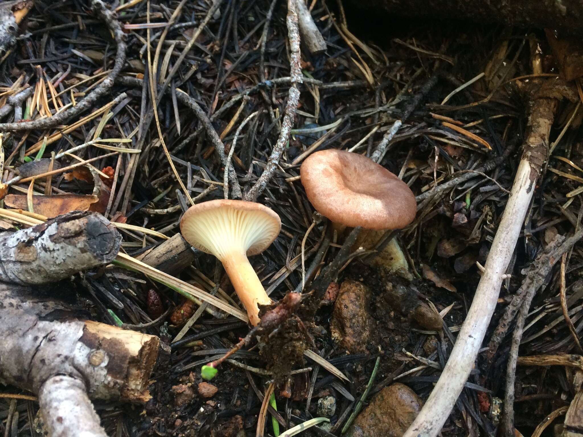 Image of Clitocybe squamulosa (Pers.) P. Kumm. 1871