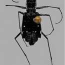 Image of Cicindela (Cicindelidia) scabrosa Schaupp 1884