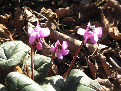 Image of Cyclamen coum Miller