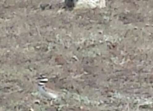 Image of Killdeer