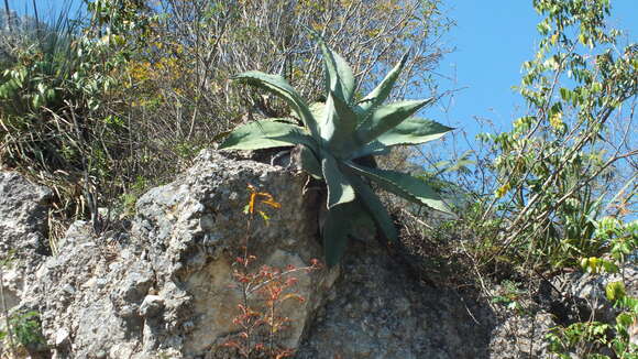 Imagem de Agave americana subsp. protamericana Gentry