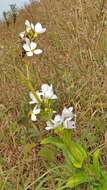 Image of Exacum tetragonum Roxb.