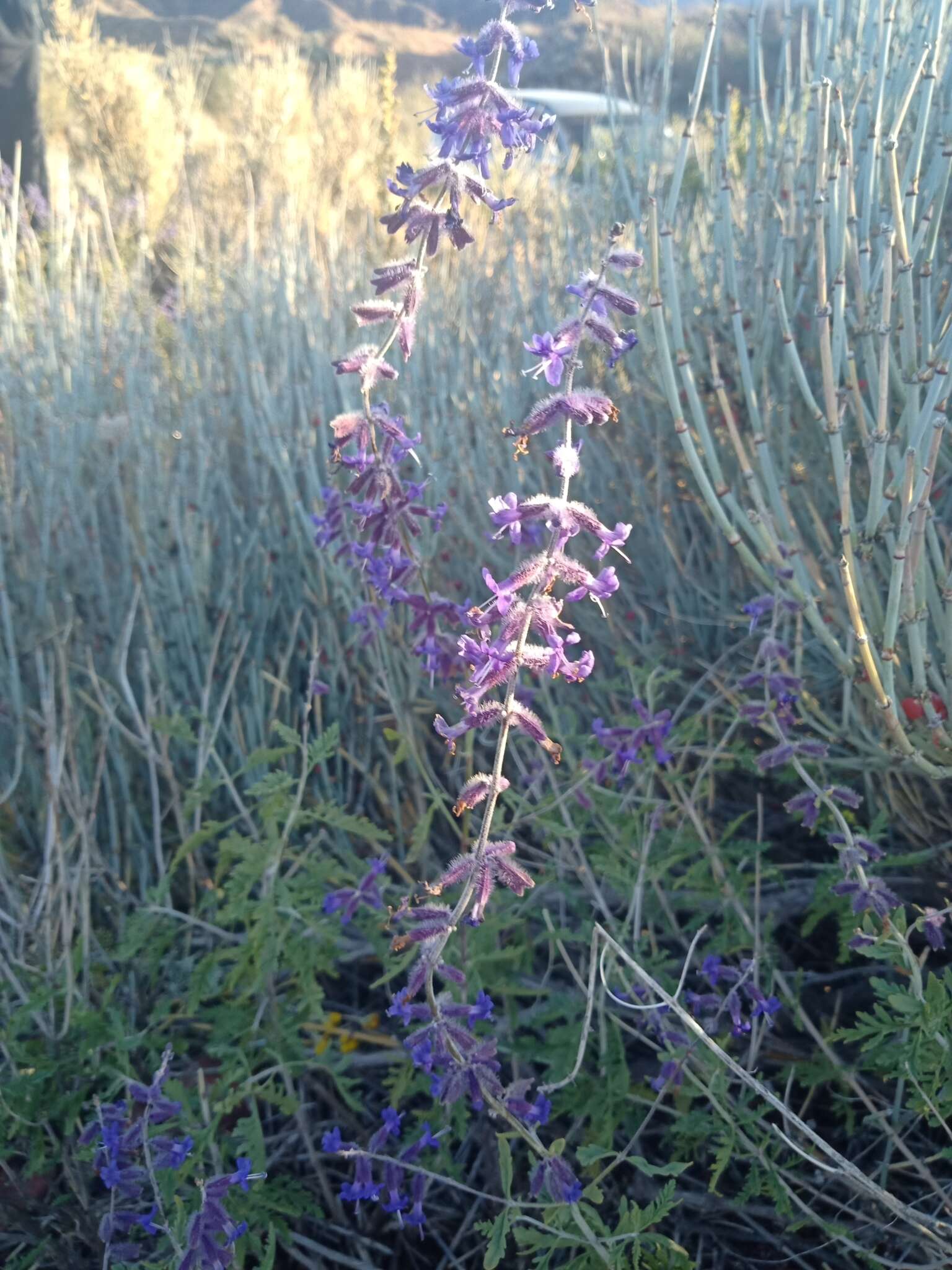 Image of <i>Salvia abrotanoides</i>