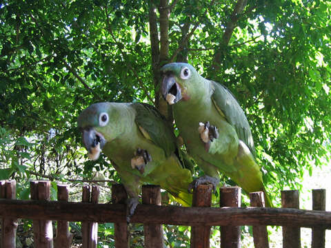 صورة Amazona guatemalae (Sclater & PL 1860)