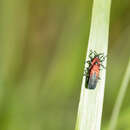 Plancia ëd Chalepus sanguinicollis (Linnaeus 1771)