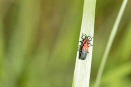 Plancia ëd Chalepus sanguinicollis (Linnaeus 1771)