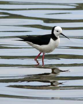 Image of Pied Stilt