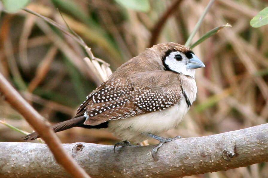 Слика од Taeniopygia bichenovii