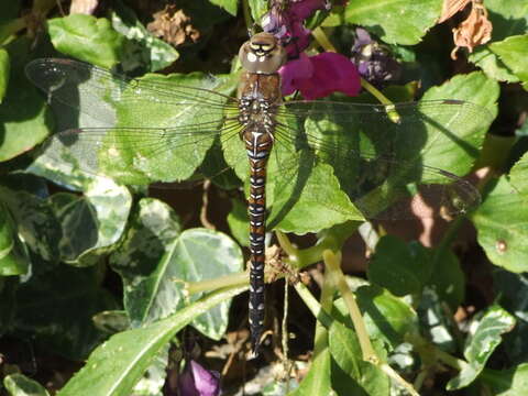 Image of Migrant Hawker