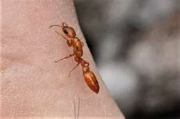 Image of Pseudomyrmex apache Creighton 1953