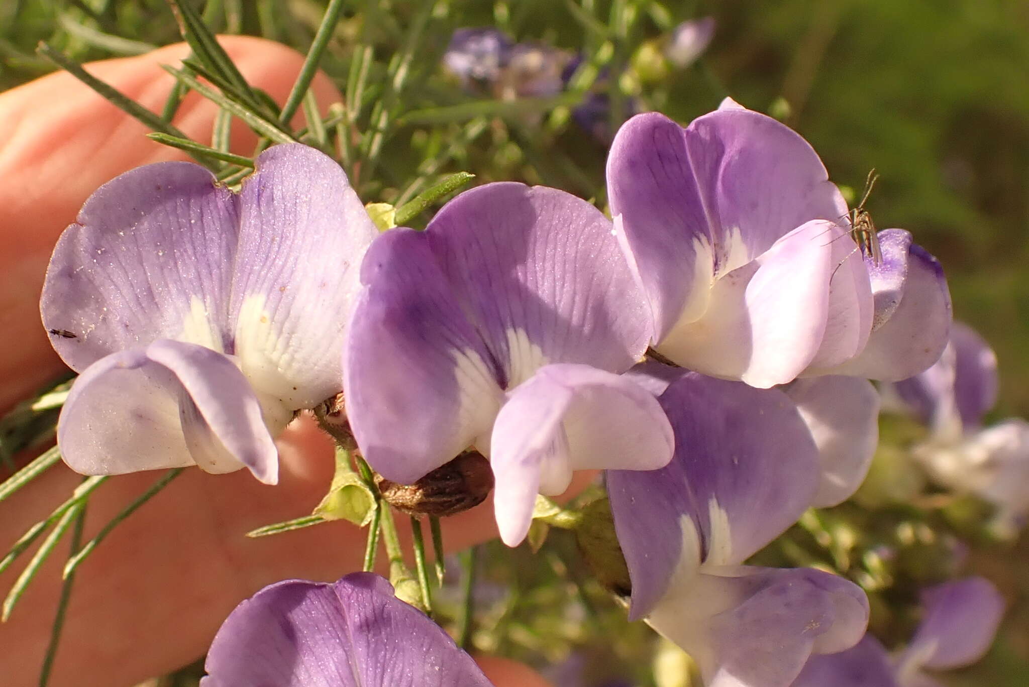 Image of Psoralea montana