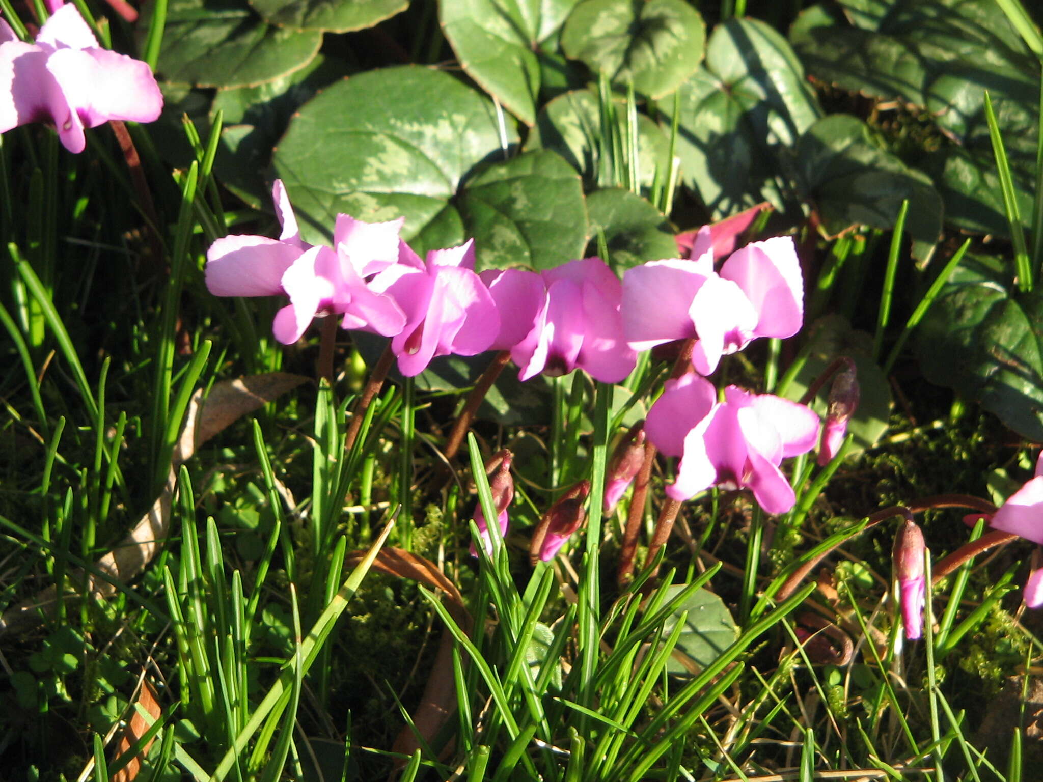 Image of Cyclamen coum Miller