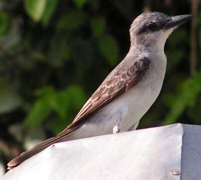 Image of Gray Kingbird