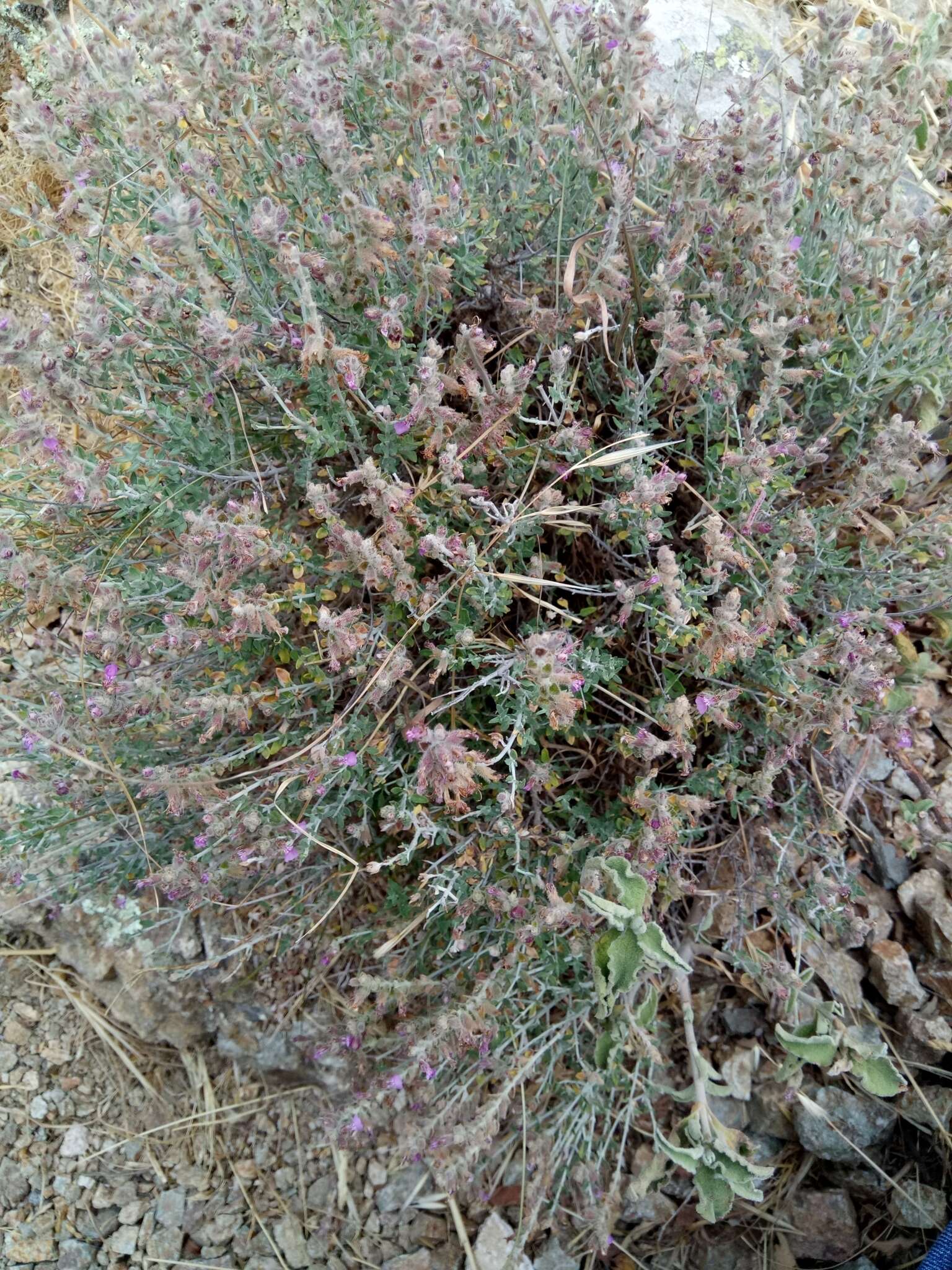 Image of Teucrium marum L.