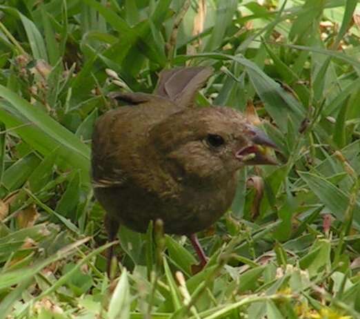 Image of Antillean bullfinches