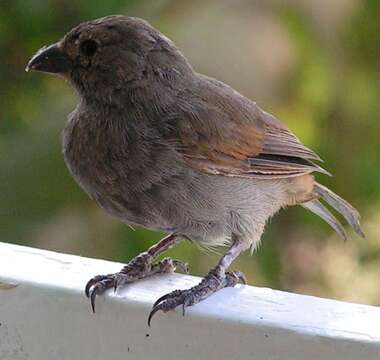 Image of Barbados Bullfinch