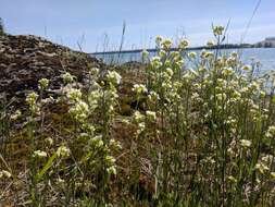 Image of rock draba