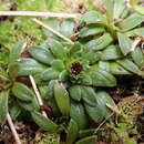 Image of Abrotanella spathulata (Hook. fil.) Hook. fil.