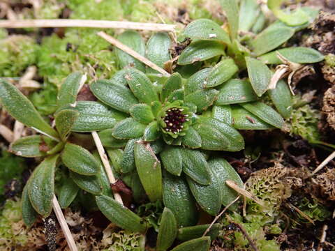 Image of Abrotanella spathulata (Hook. fil.) Hook. fil.