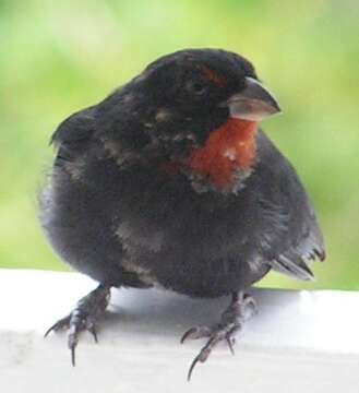 Image of Antillean bullfinches