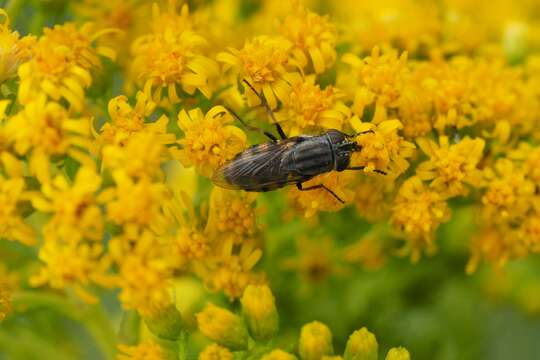 Stomorhina lunata (Fabricius 1805) resmi