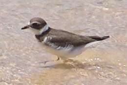 Image of Semipalmated Plover