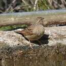 Sivun Emberiza impetuani impetuani Smith & A 1836 kuva