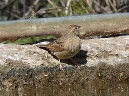 Sivun Emberiza impetuani impetuani Smith & A 1836 kuva