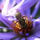 Image of Pure Green Augochlora