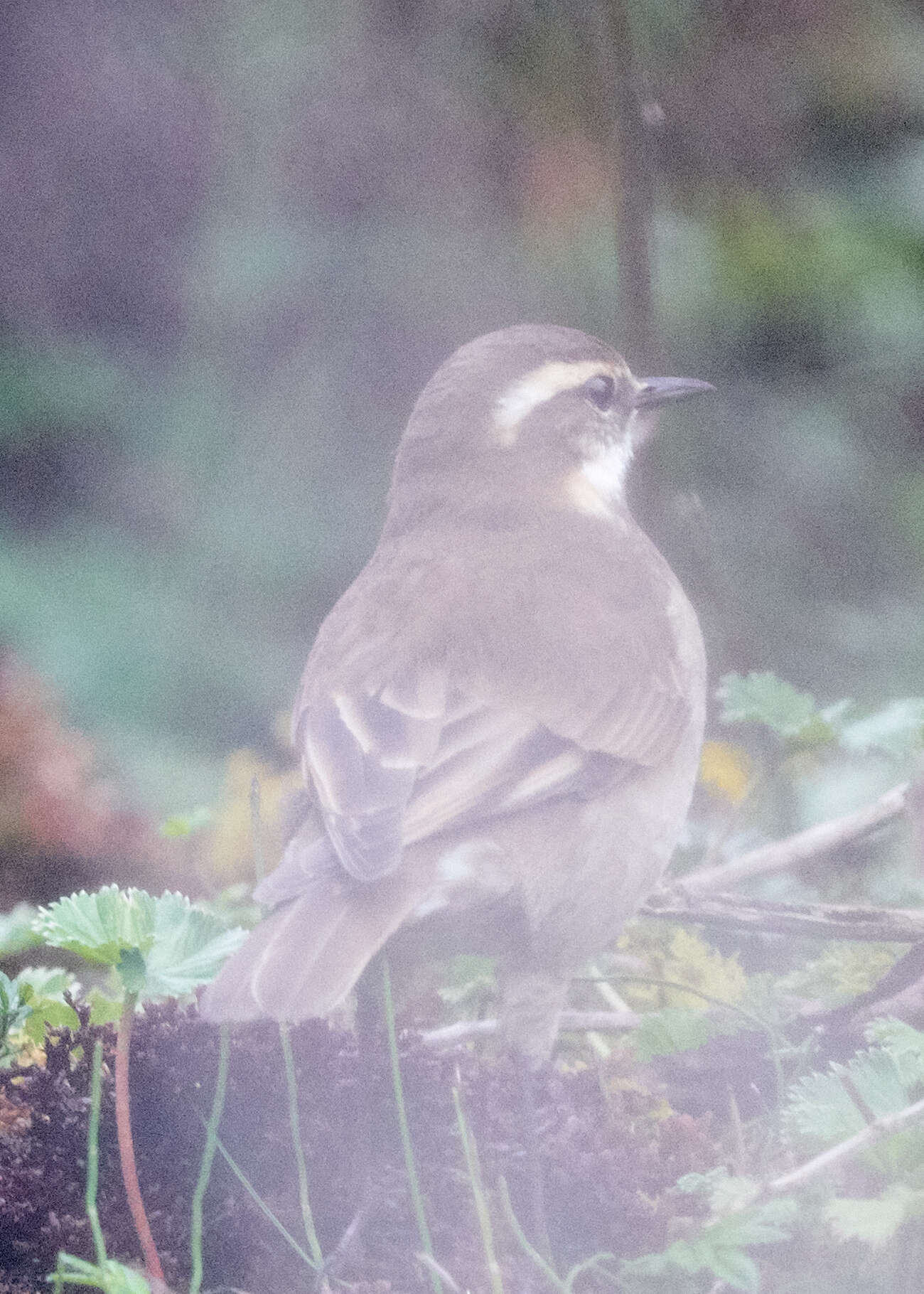 Image of Stout-billed Cinclodes