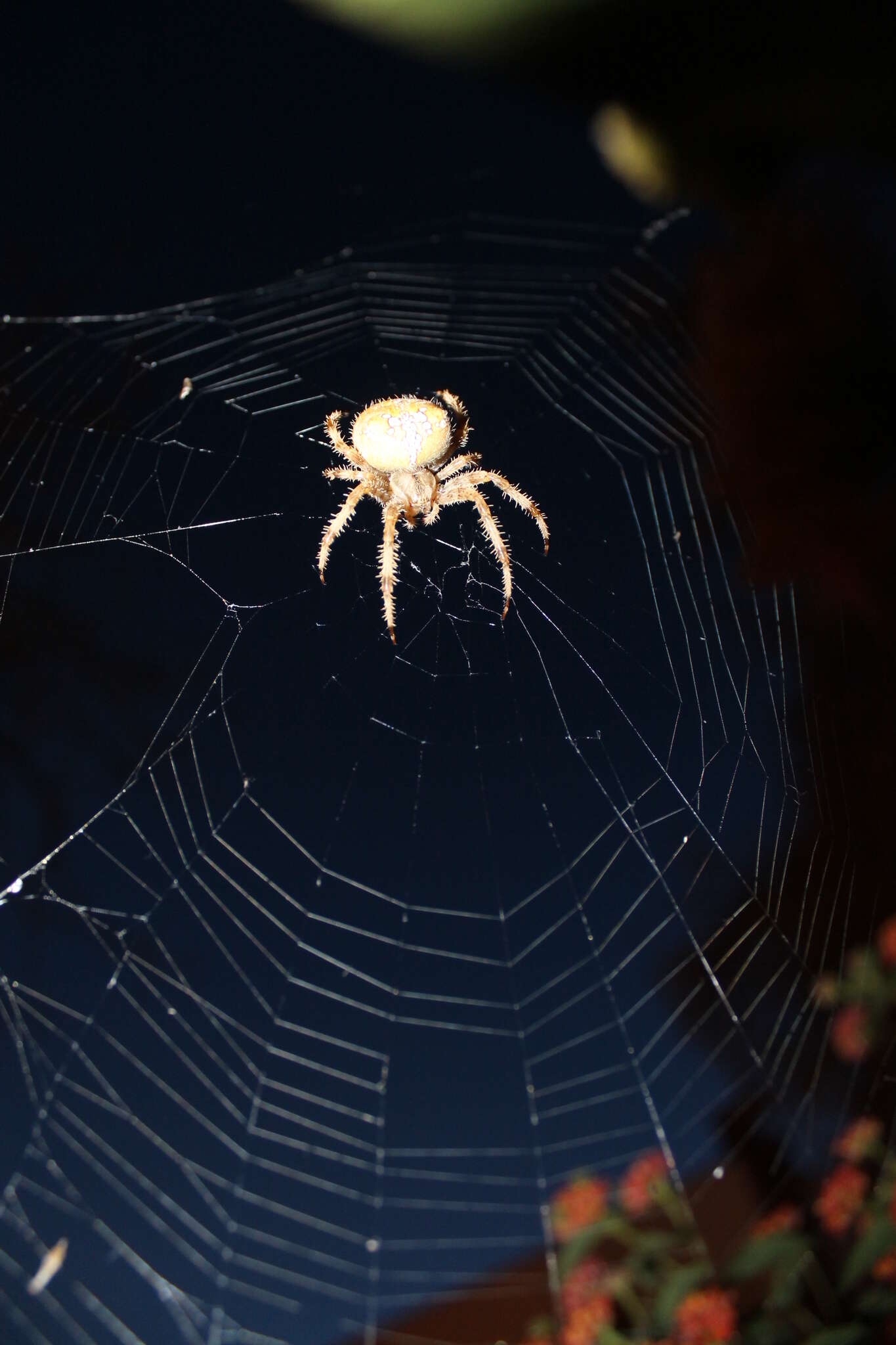 Image of Araneus pallidus (Olivier 1789)