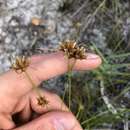 Plancia ëd Bulbostylis warei (Torr.) C. B. Clarke