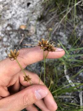 Bulbostylis warei (Torr.) C. B. Clarke的圖片