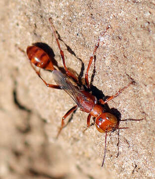 Ammophila wrightii (Cresson 1868) resmi