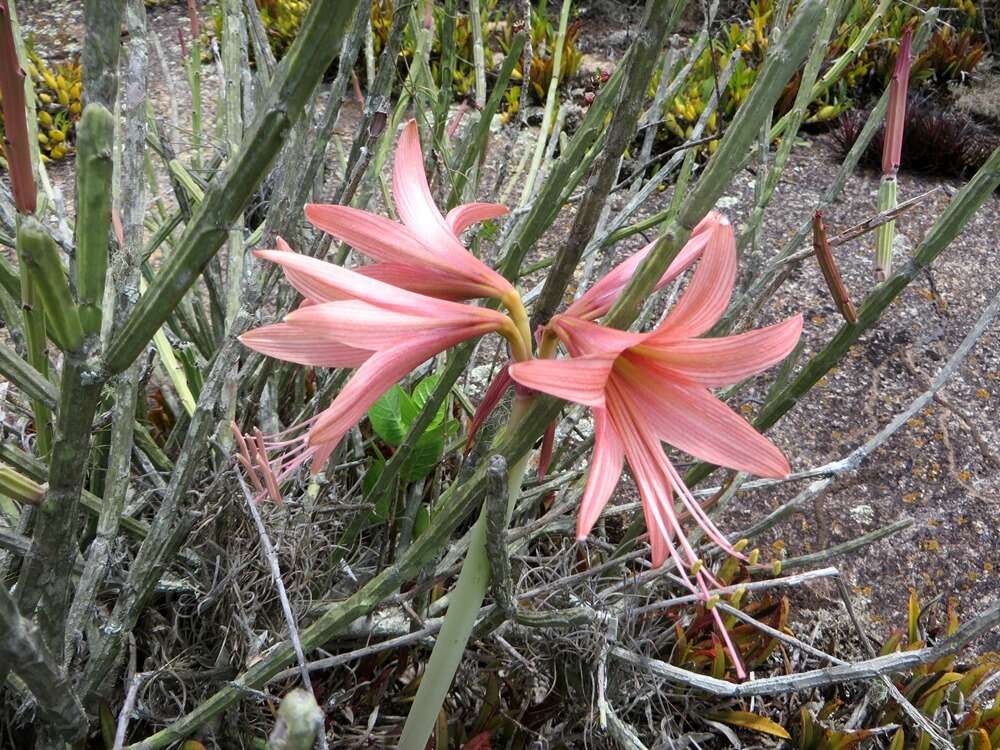 Слика од Hippeastrum stylosum Herb.