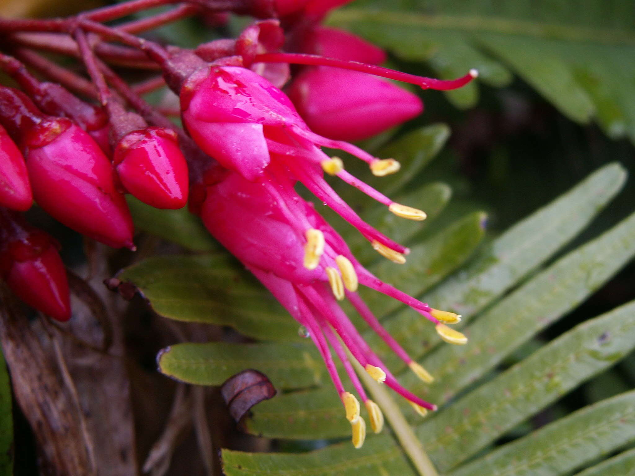 Charianthus coccineus (A. Rich.) D. Don的圖片