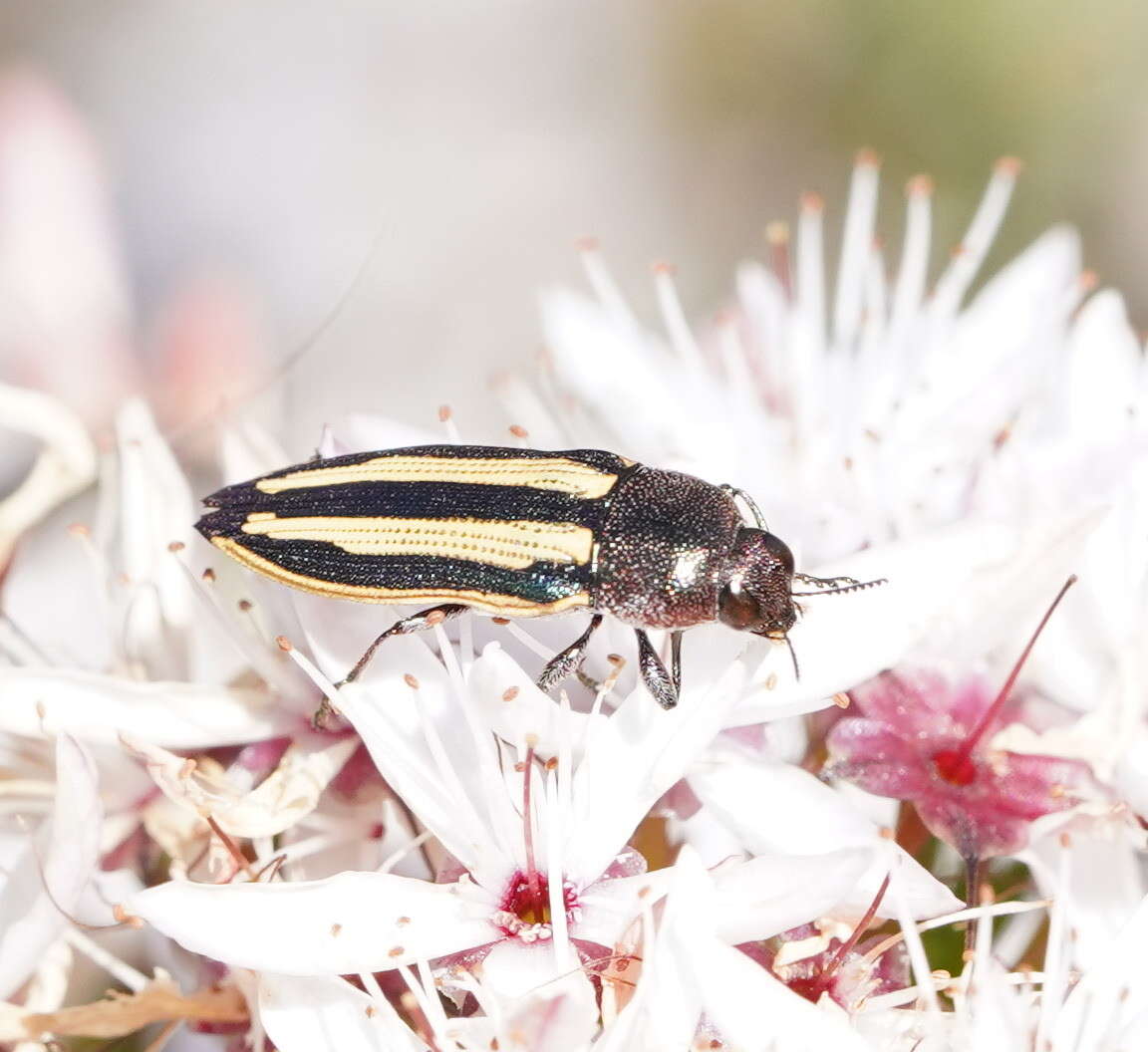 Sivun Castiarina vittata (Saunders 1868) kuva