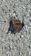 Image of Savi's Pipistrelle