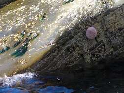 Image of sea urchins