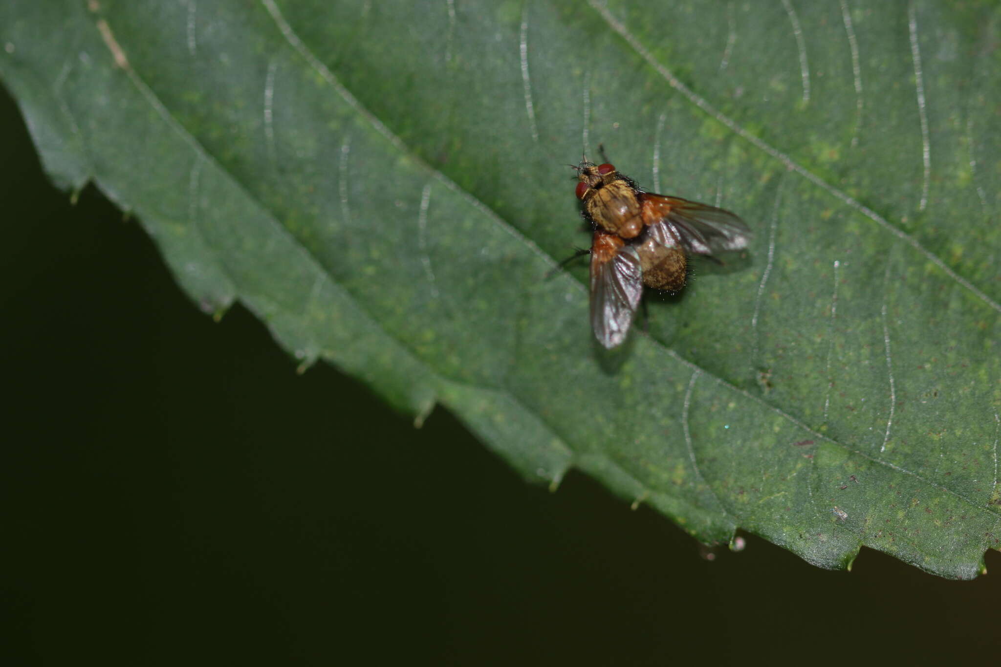 Sivun Allophorocera ferruginea (Meigen 1824) kuva