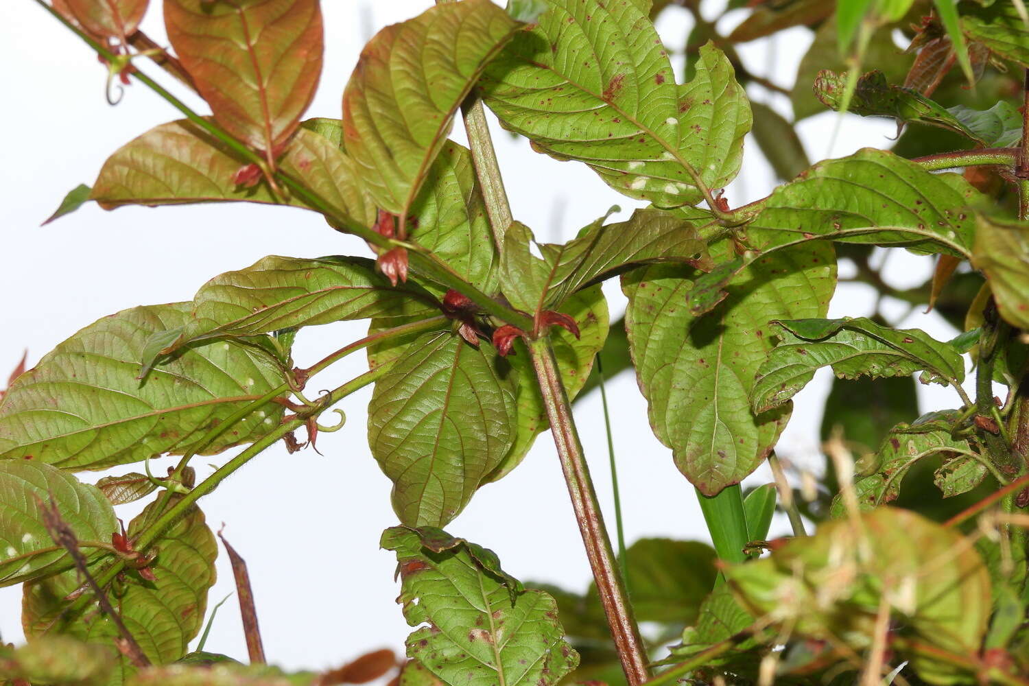 Image of Uncaria lanosa var. appendiculata (Benth.) Ridsdale