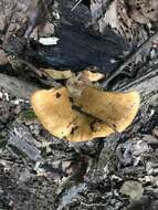 Image of Lactarius salmoneus Peck 1898