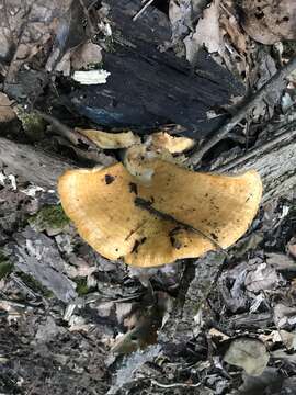 Слика од Lactarius salmoneus Peck 1898