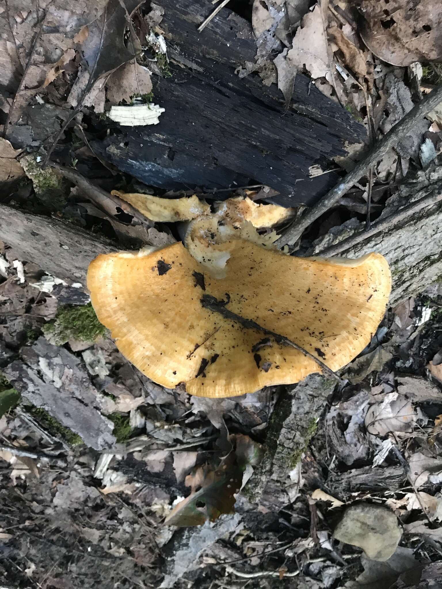 Слика од Lactarius salmoneus Peck 1898