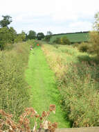 Image of common burdock